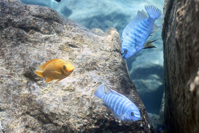 Labeotropheus fuelleborni 'Chiwi Rocks'